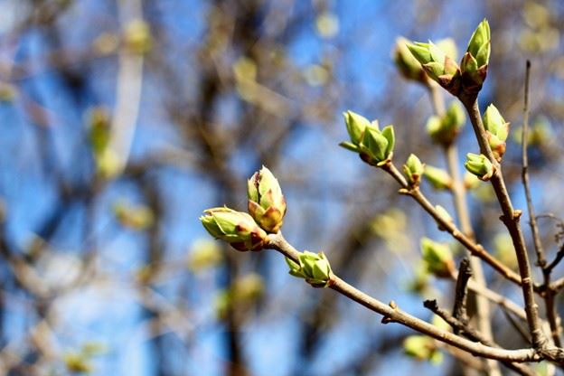 kvist med tidiga vårblad som spricker upp