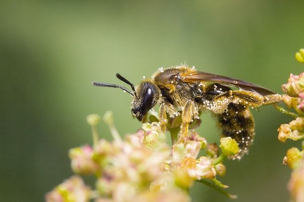 Ett bi som suger nektar ur en blomma