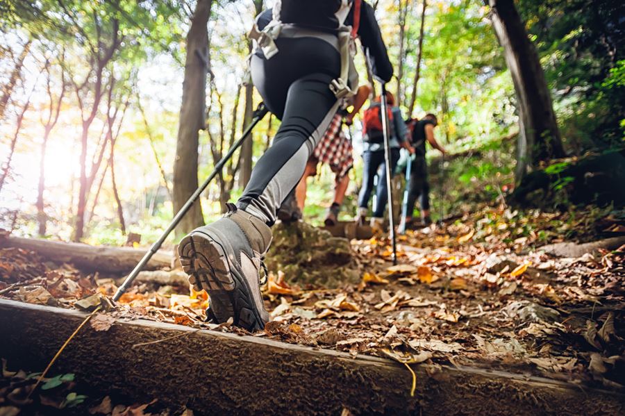 En grupp människor som vandrar i skogen